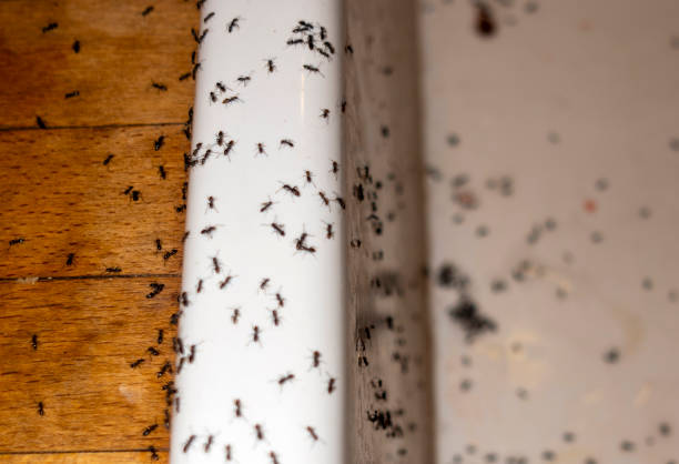 Best Insect Control  in Iona, ID
