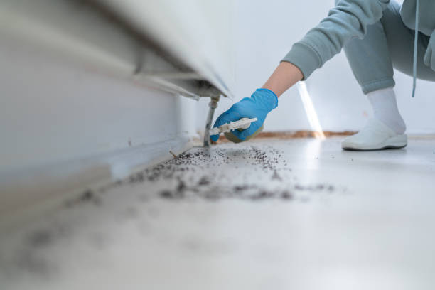 Best Termite Control Services  in Iona, ID